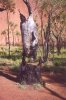 gal/Holidays_and_Trips/Oz_2002/More_of_The_Rock_and_The_Olgas/_thb_oz8-05a.jpg