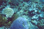 gal/Holidays_and_Trips/Oz_2002/Passions_of_Paradise_-_The_Great_Barrier_Reef/_thb_reef-14.jpg