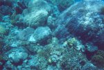 gal/Holidays_and_Trips/Oz_2002/Passions_of_Paradise_-_The_Great_Barrier_Reef/_thb_reef-15.jpg