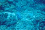 gal/Holidays_and_Trips/Oz_2002/Passions_of_Paradise_-_The_Great_Barrier_Reef/_thb_reef-17.jpg